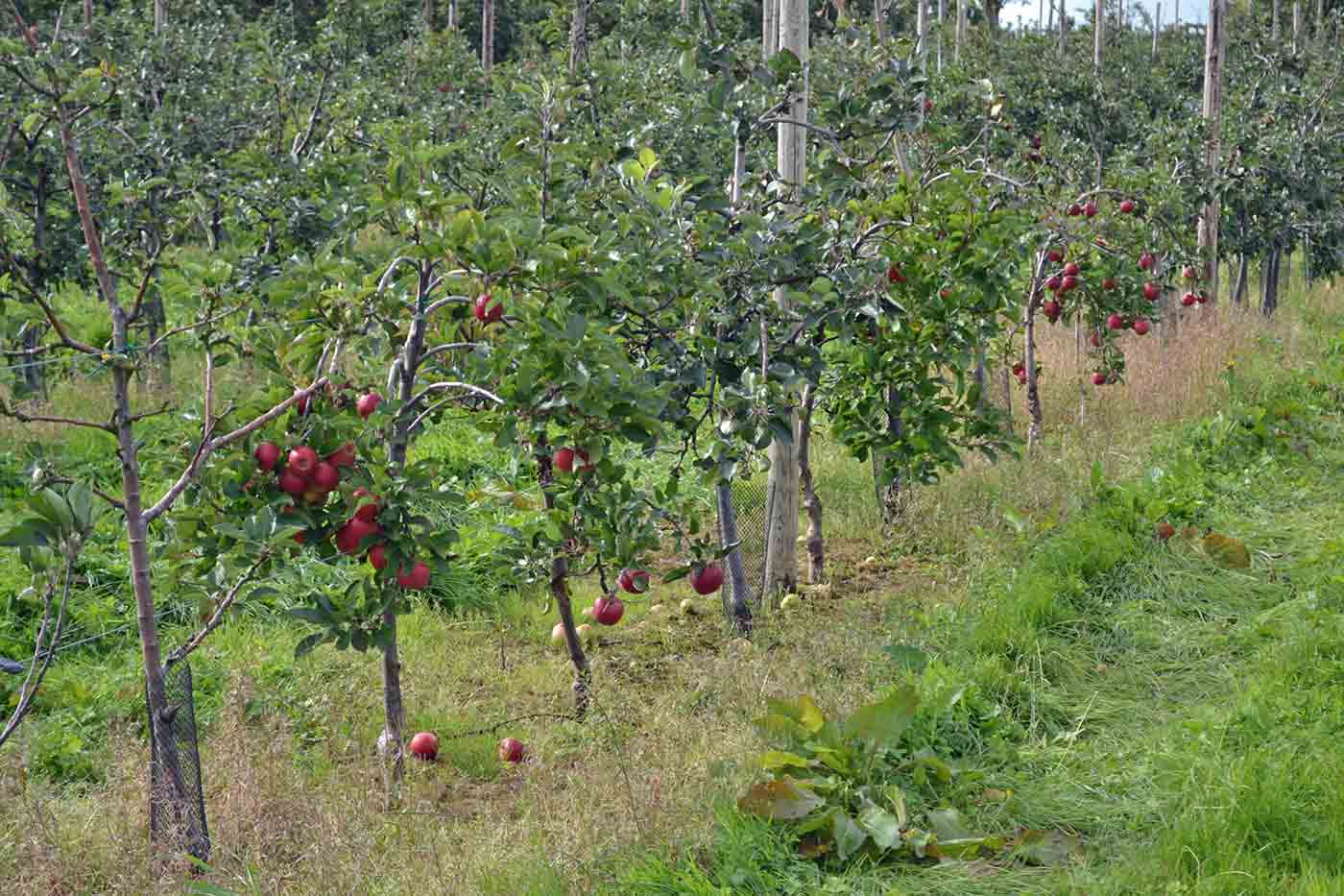 Apple Orchard Tour