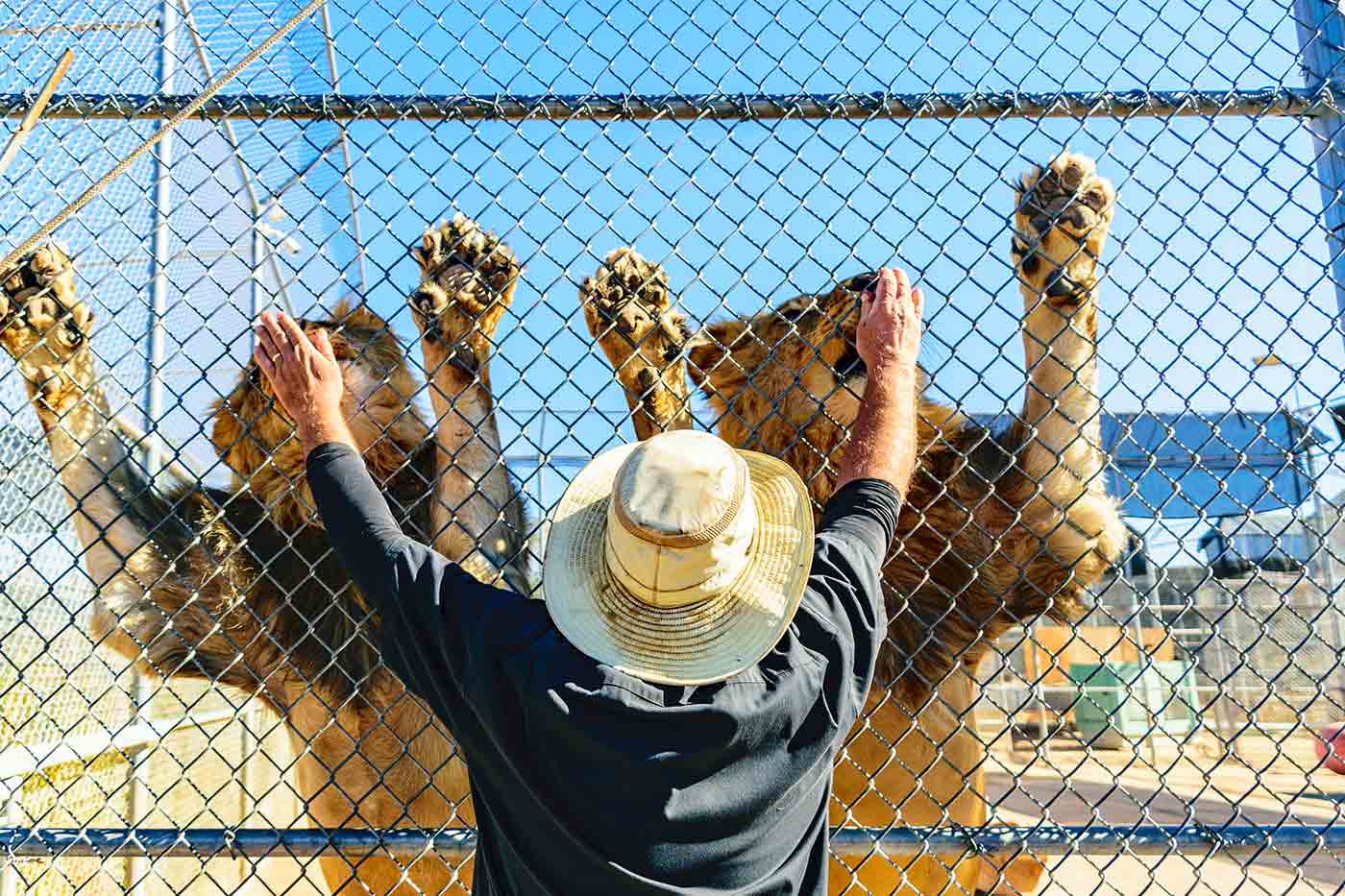 Lion Habitat Ranch