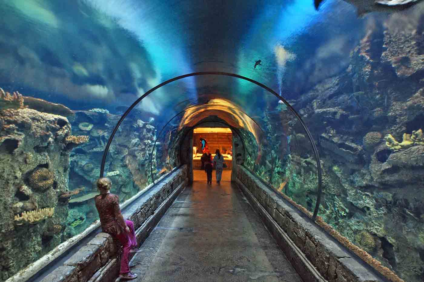 Shark Reef Aquarium at Mandalay Bay