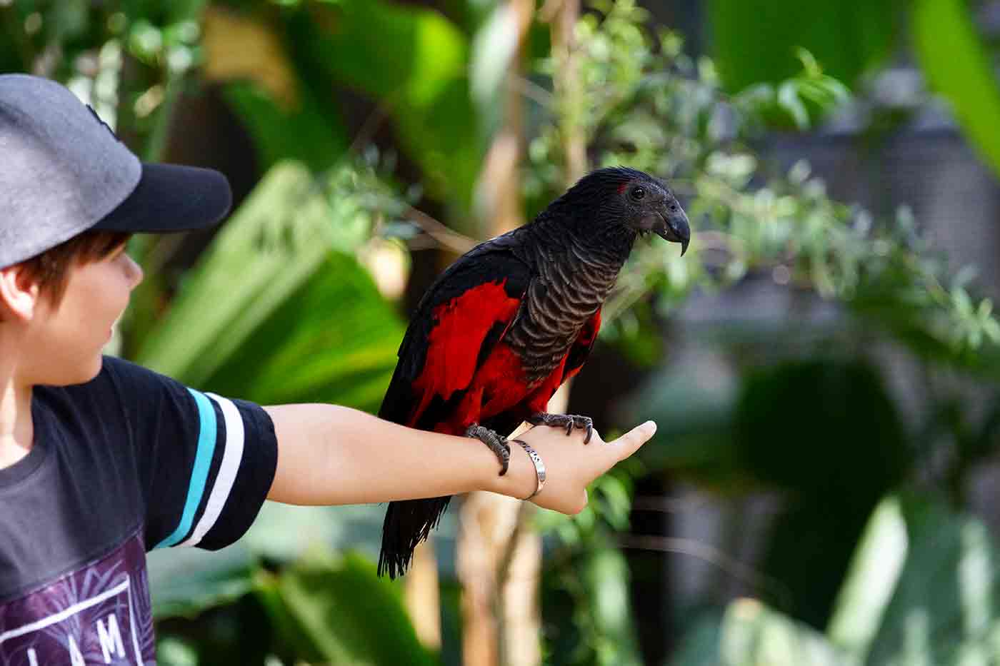 Bali Bird Park