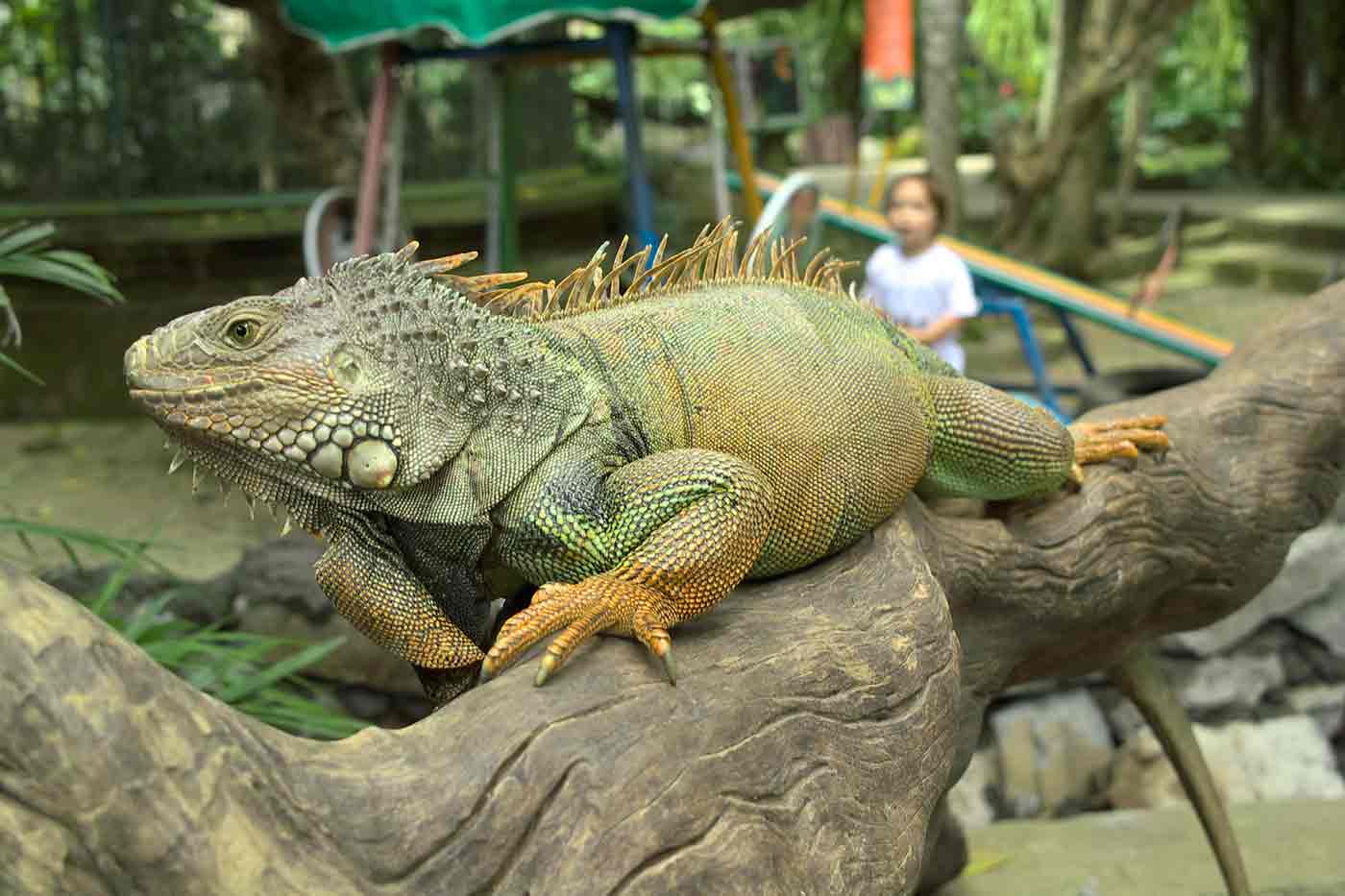 Bali Zoo