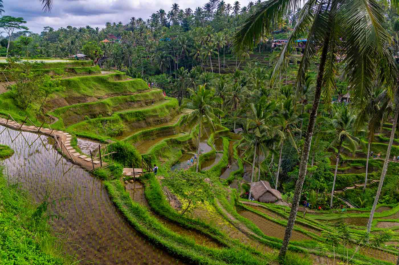 Tegallalang Rice Terrace