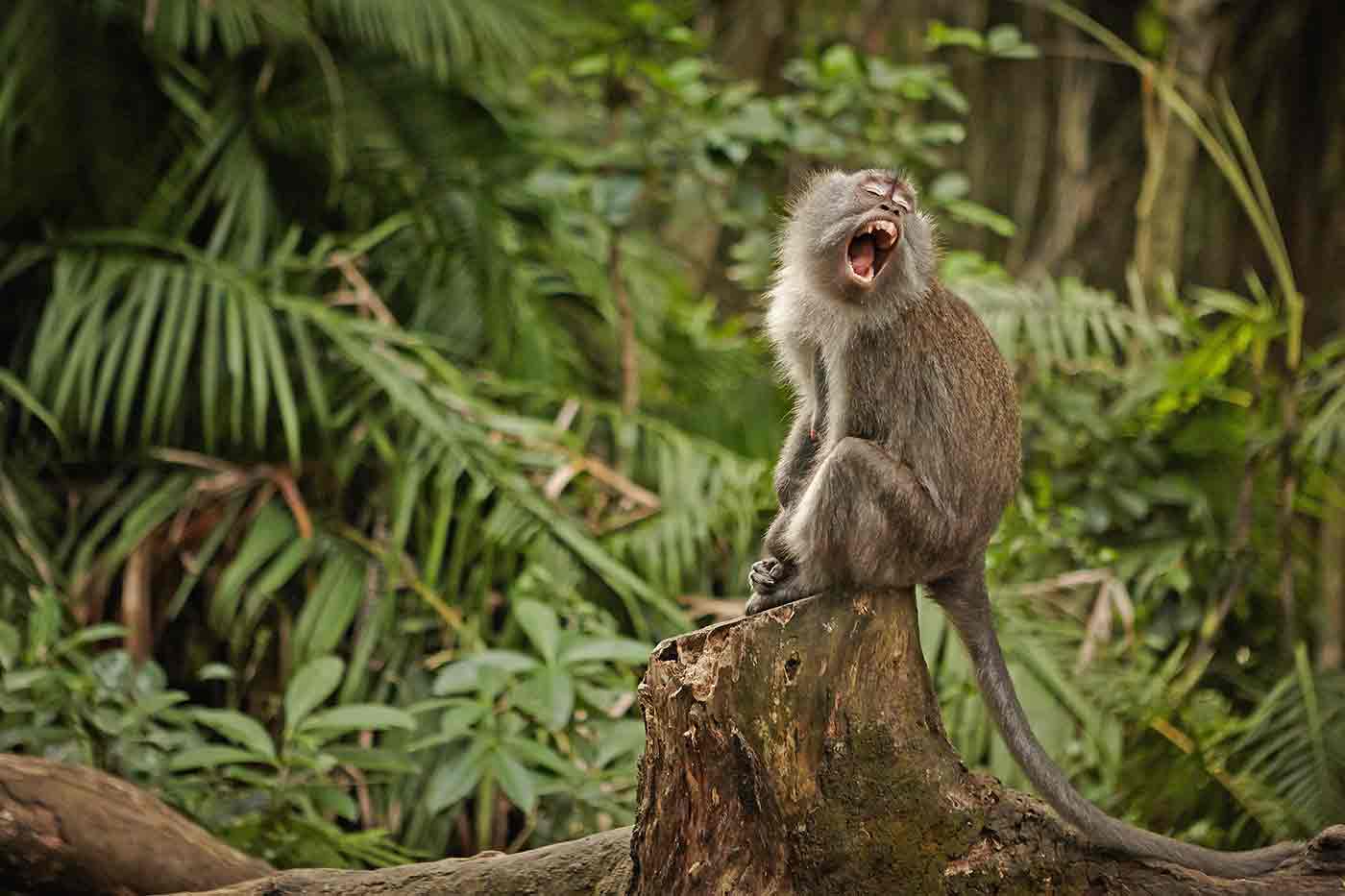 Ubud Monkey Forest