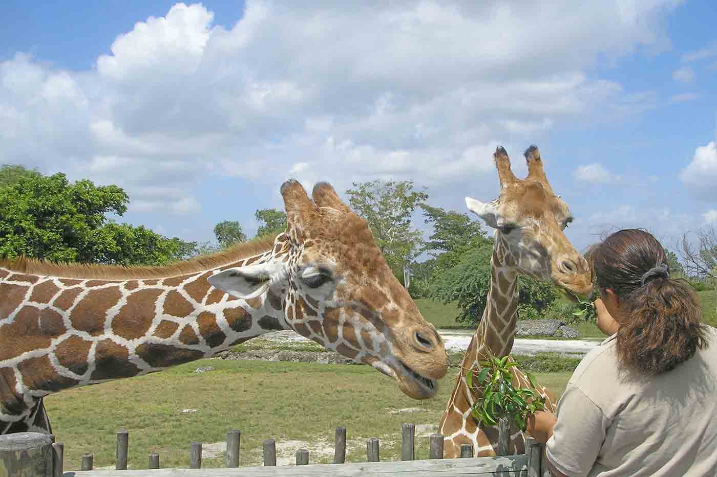 Zoo Miami