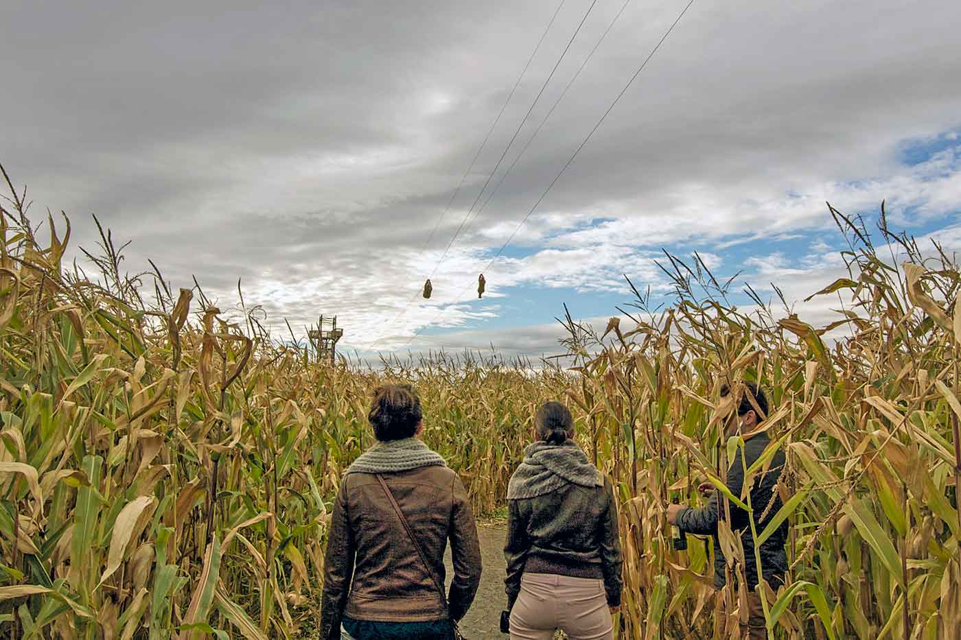 A Maze in Corn