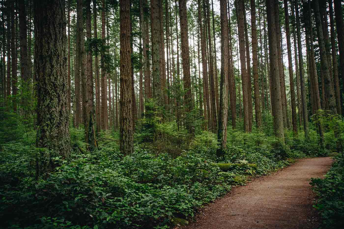 Pacific Spirit Regional Park