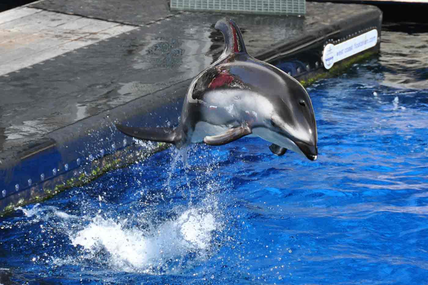 Vancouver Aquarium