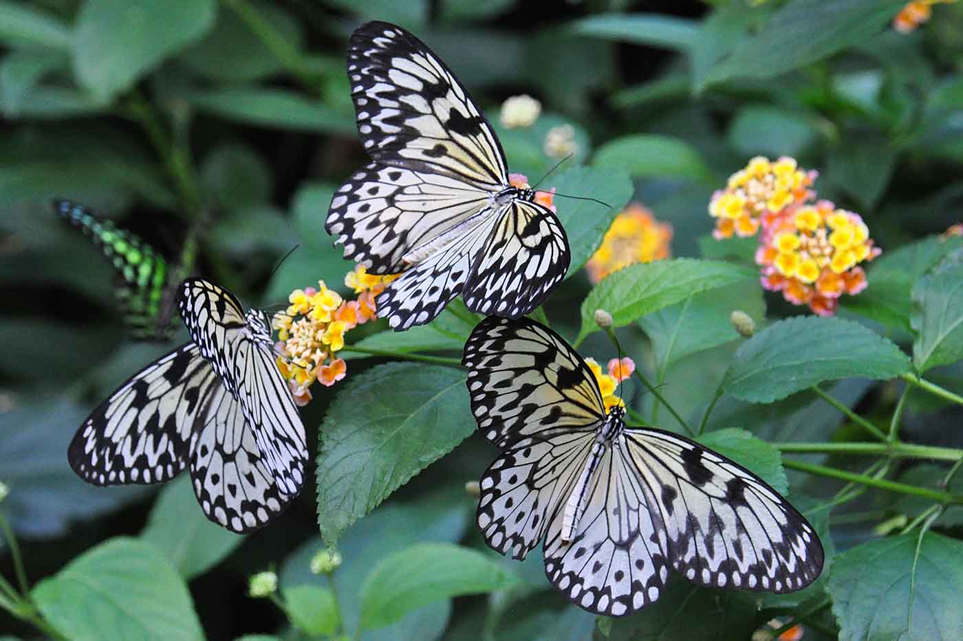 Victoria Butterfly Gardens