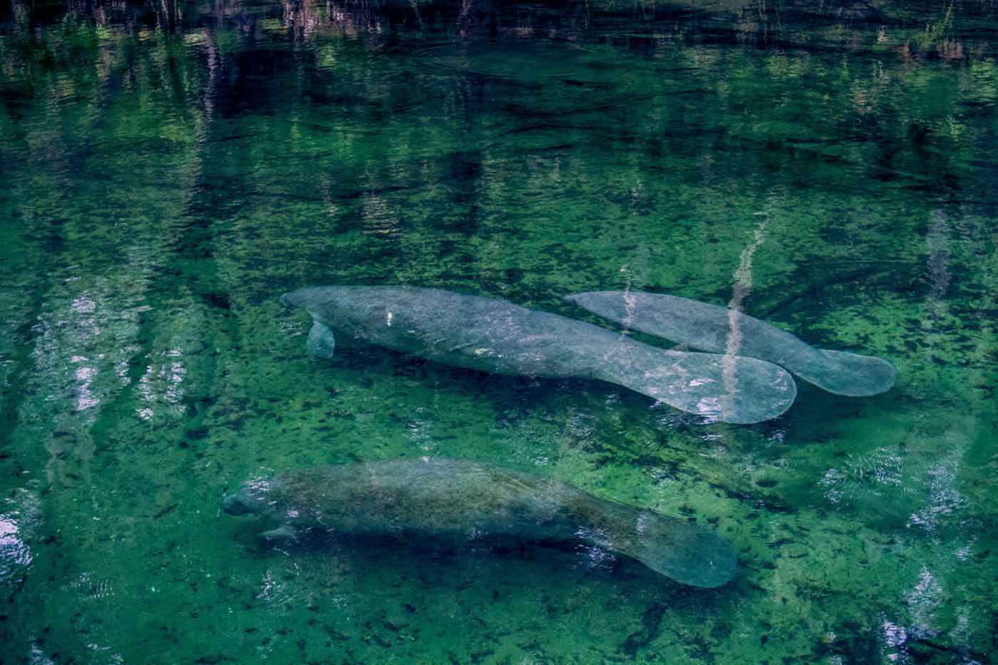 Blue Spring State Park