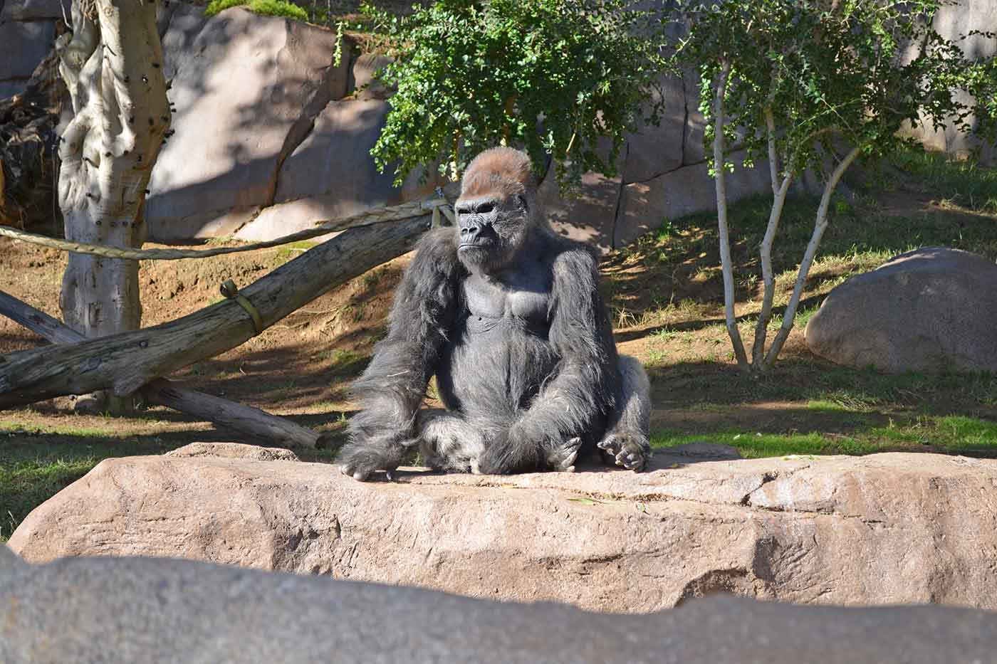 San Diego Zoo