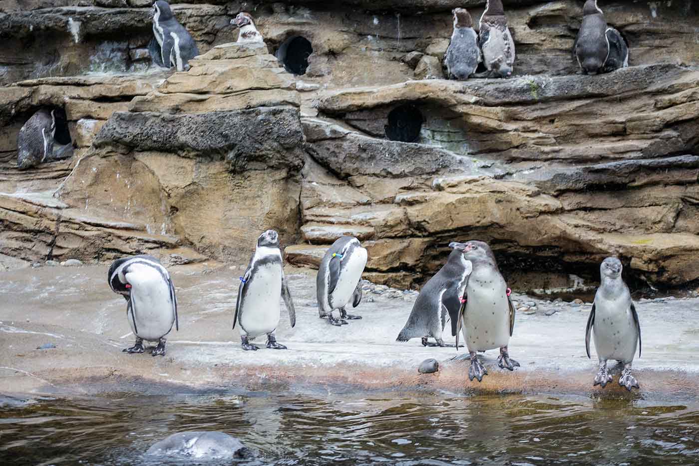 Woodland Park Zoo