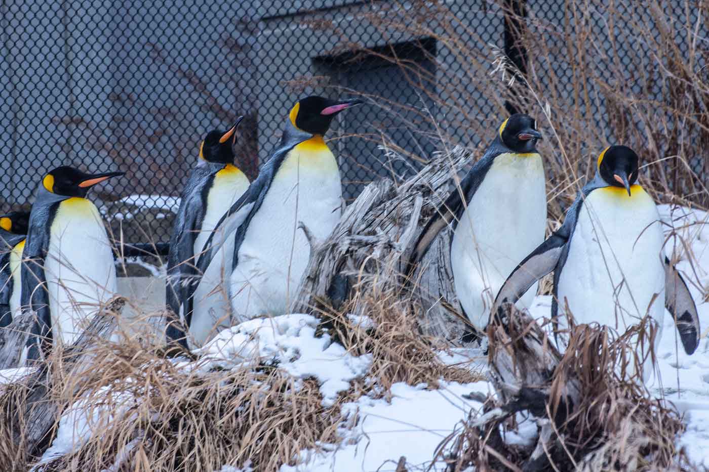 Calgary Zoo