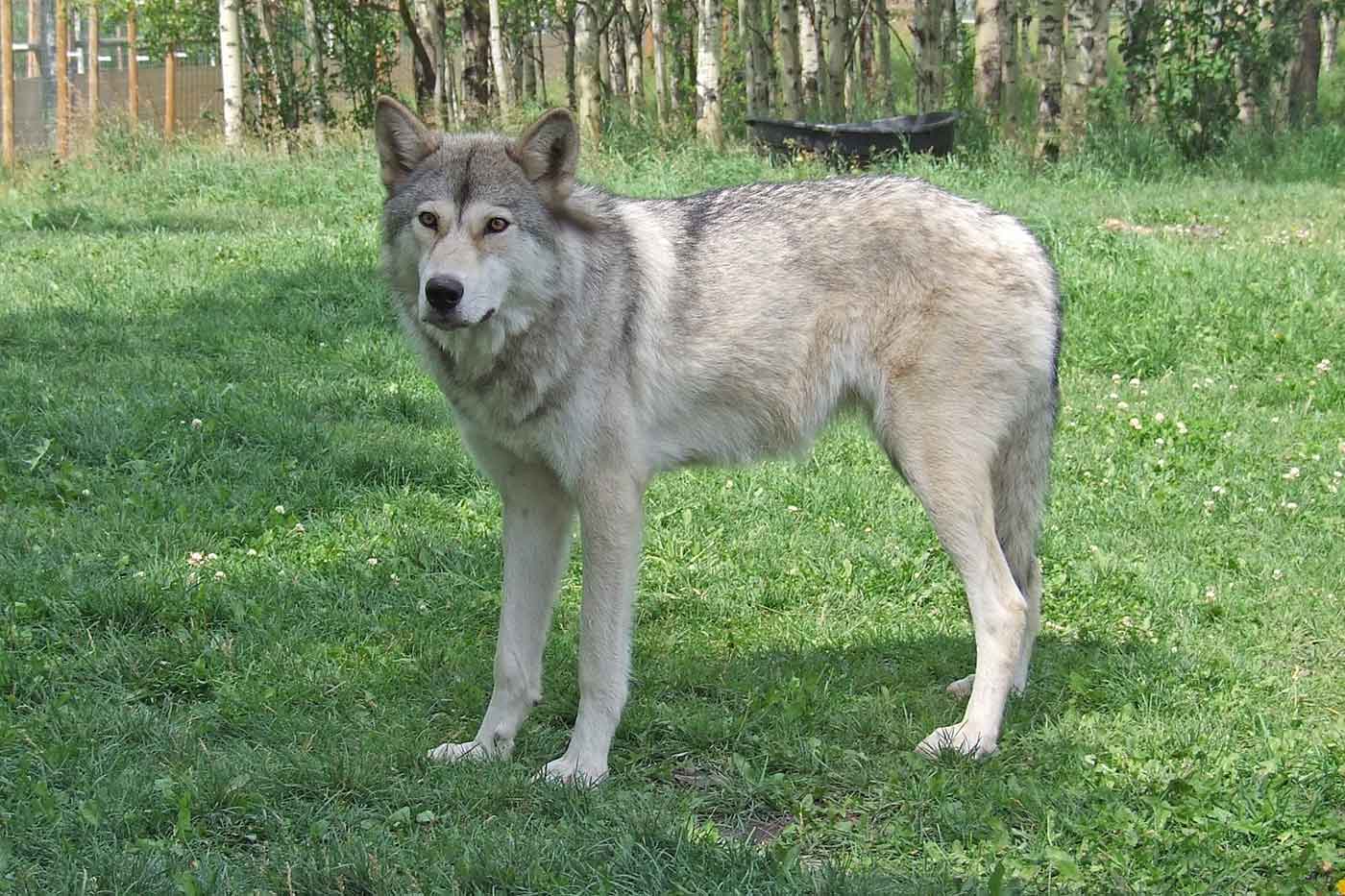 Yamnuska Wolfdog Sanctuary