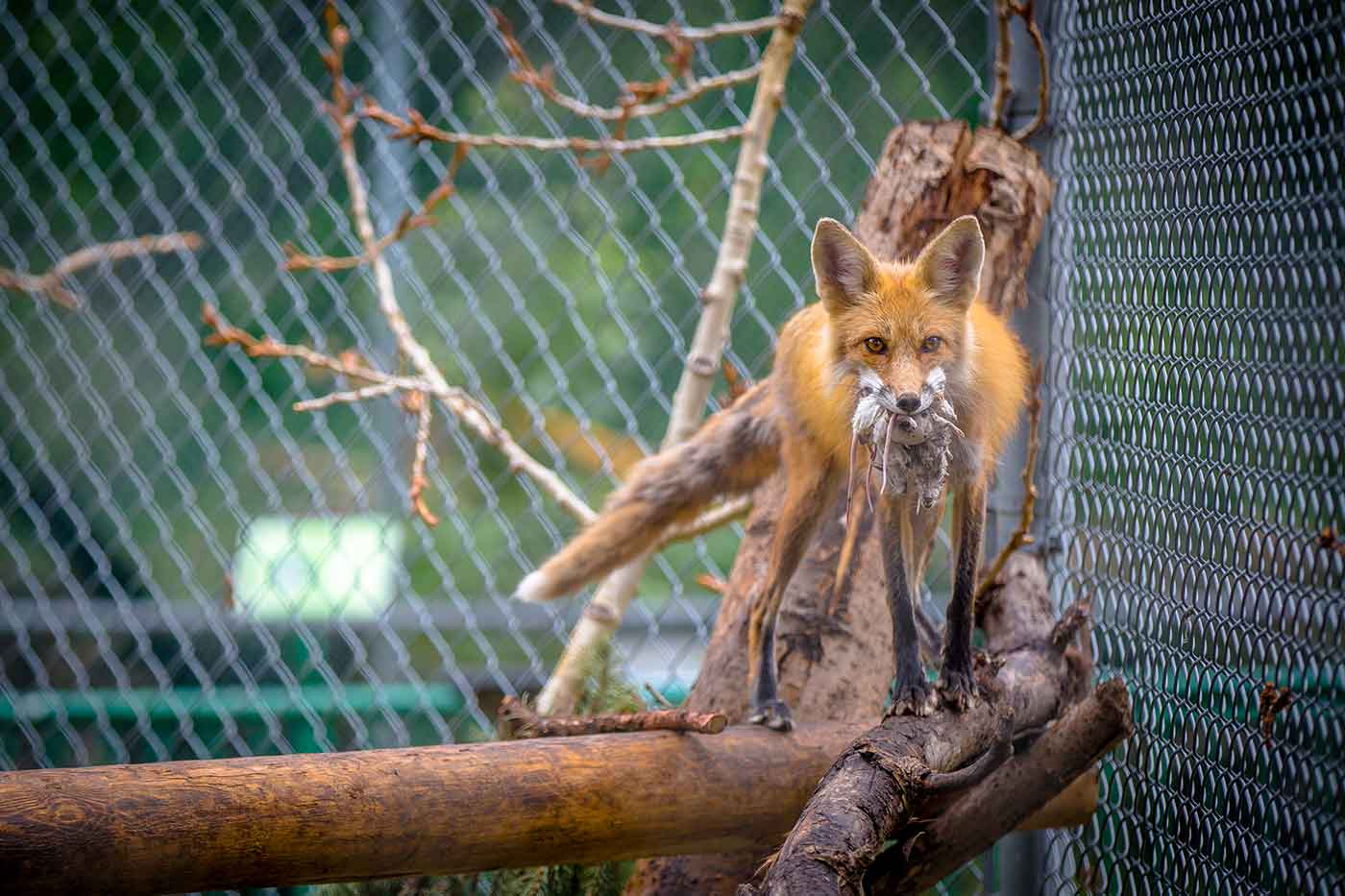 Edmonton Valley Zoo