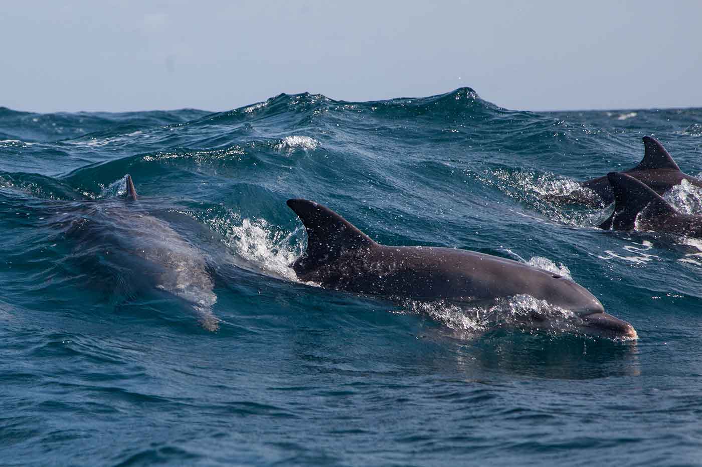 Kisite-Mpunguti Marine National Park and Reserve