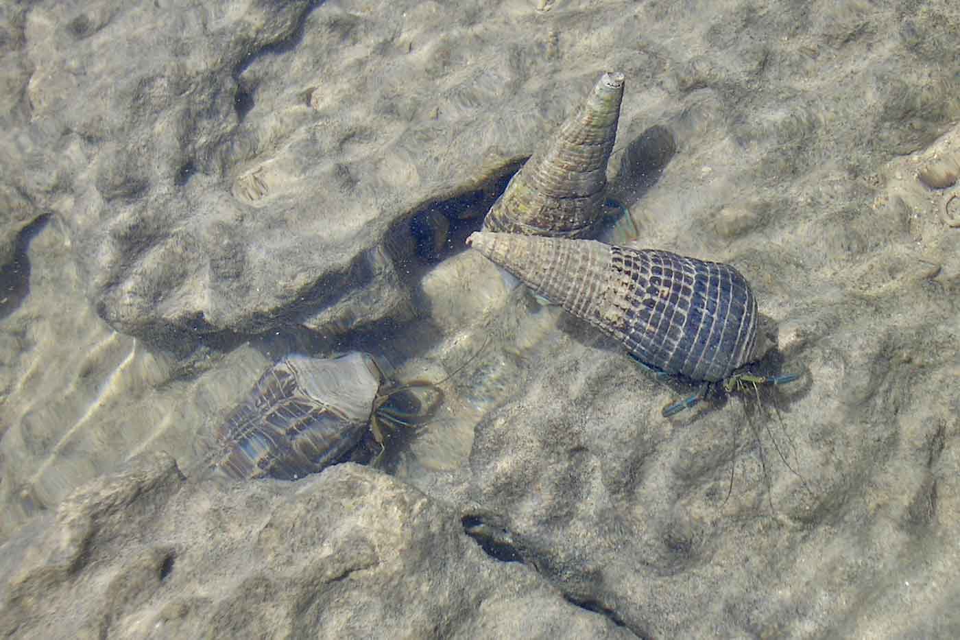 Khor Kalba Conservation Reserve