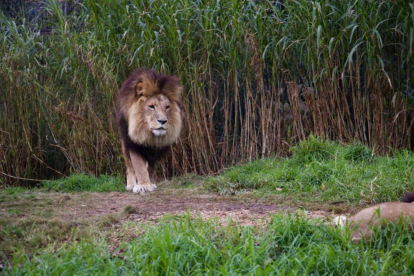 Melbourne Zoo