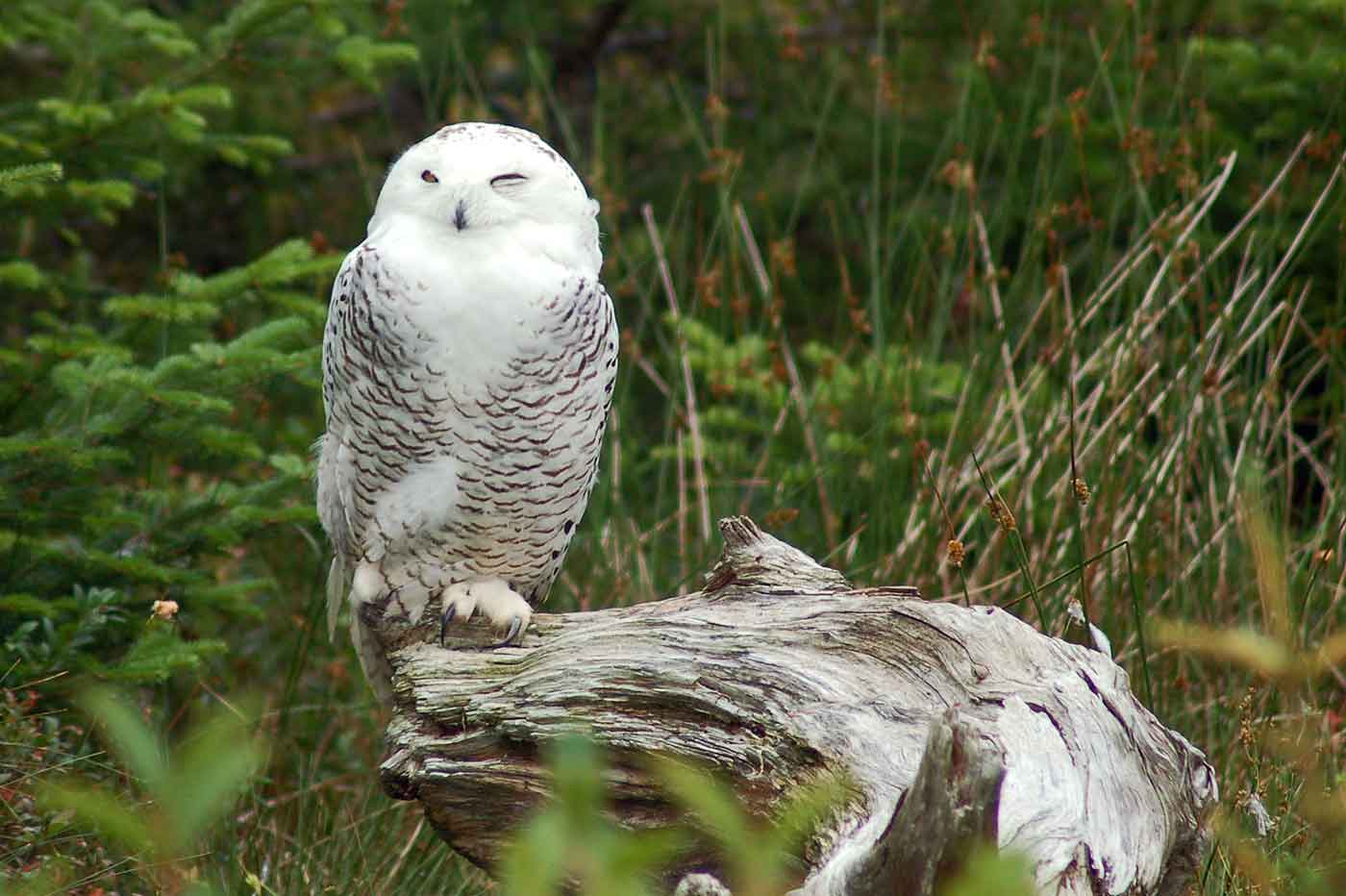 Salmonier Nature Park