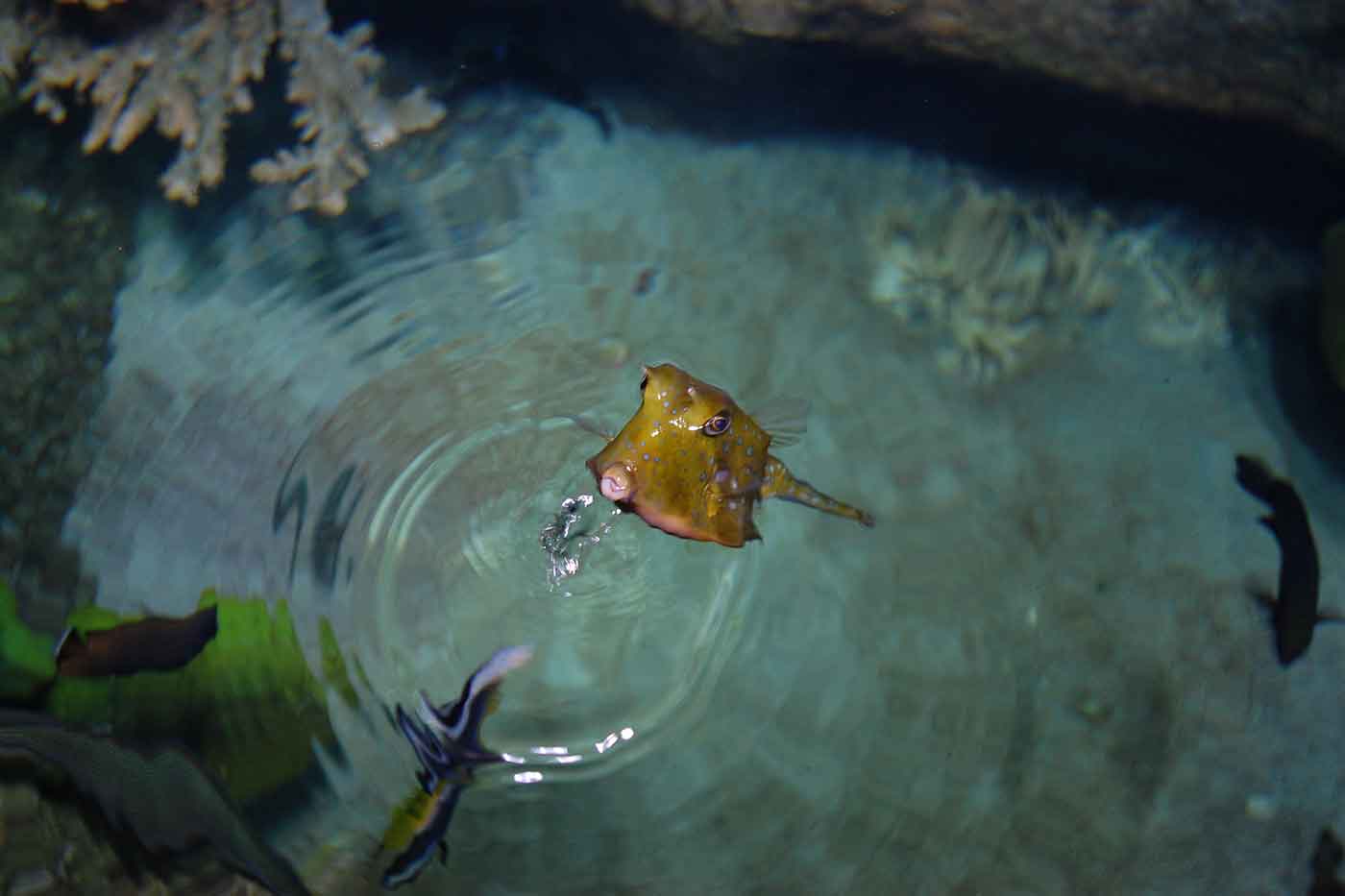 Sharjah Aquarium