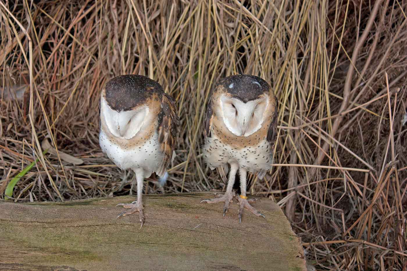 Caversham Wildlife Park