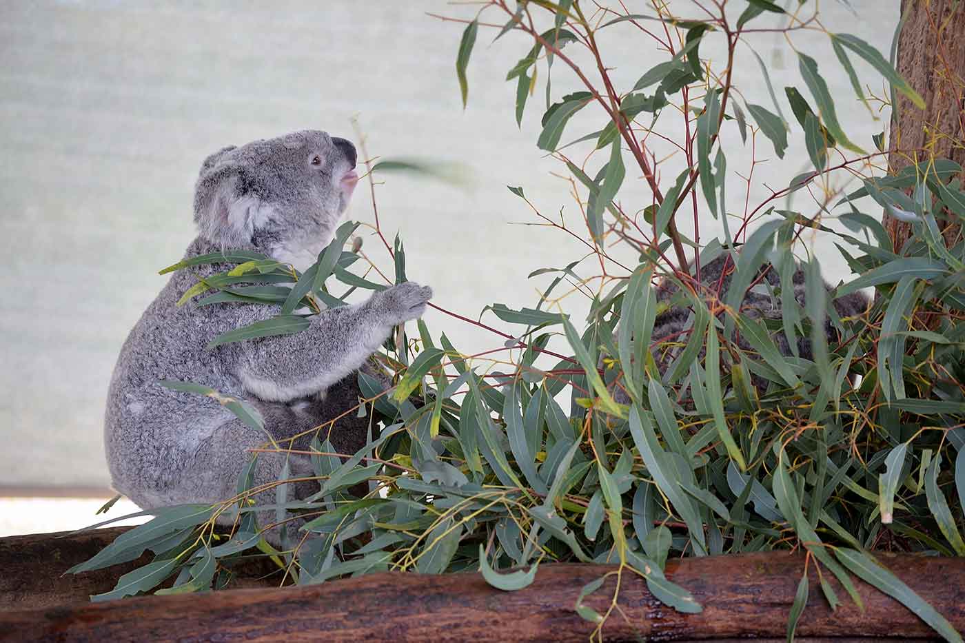 Cohunu Koala Park