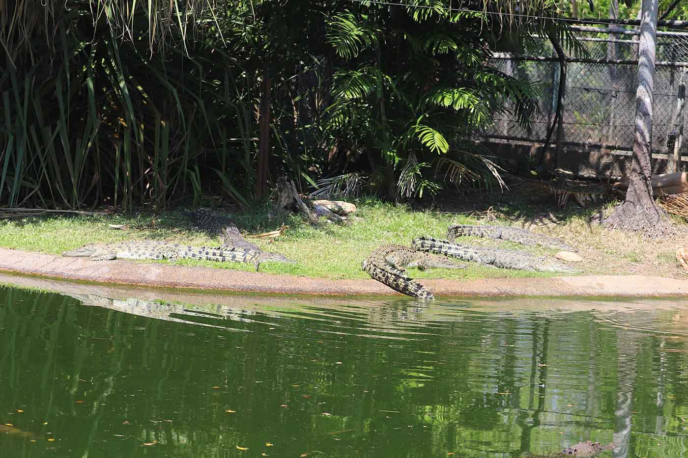 Crocodylus Park