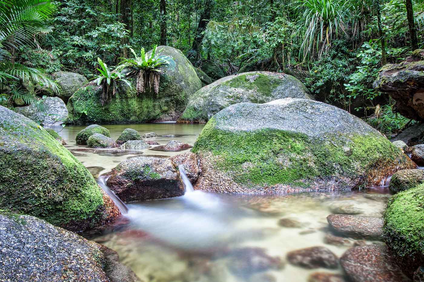 Daintree Rainforest National Park