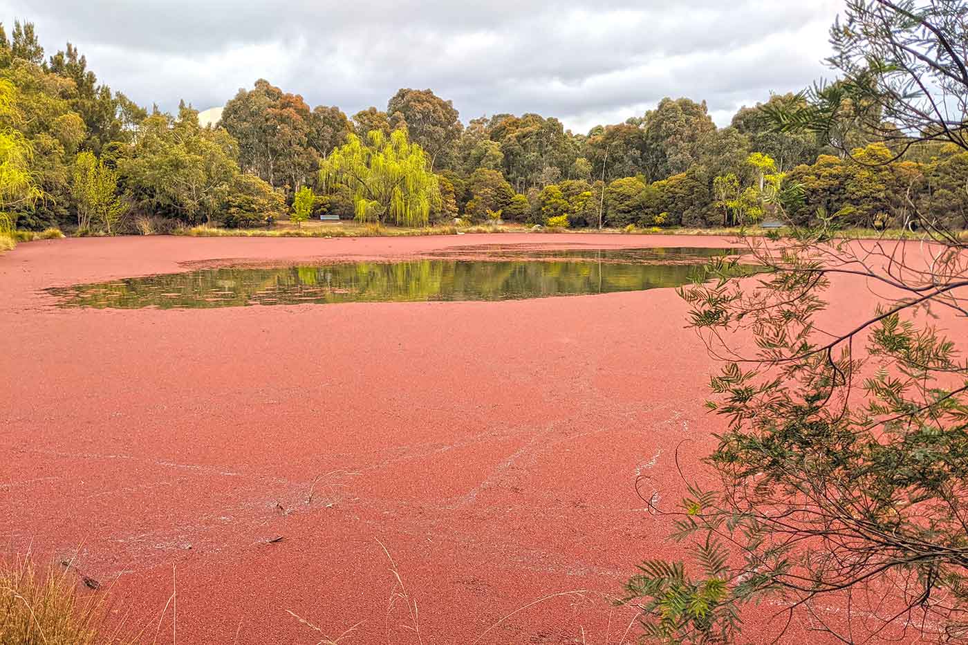 Pink Lake