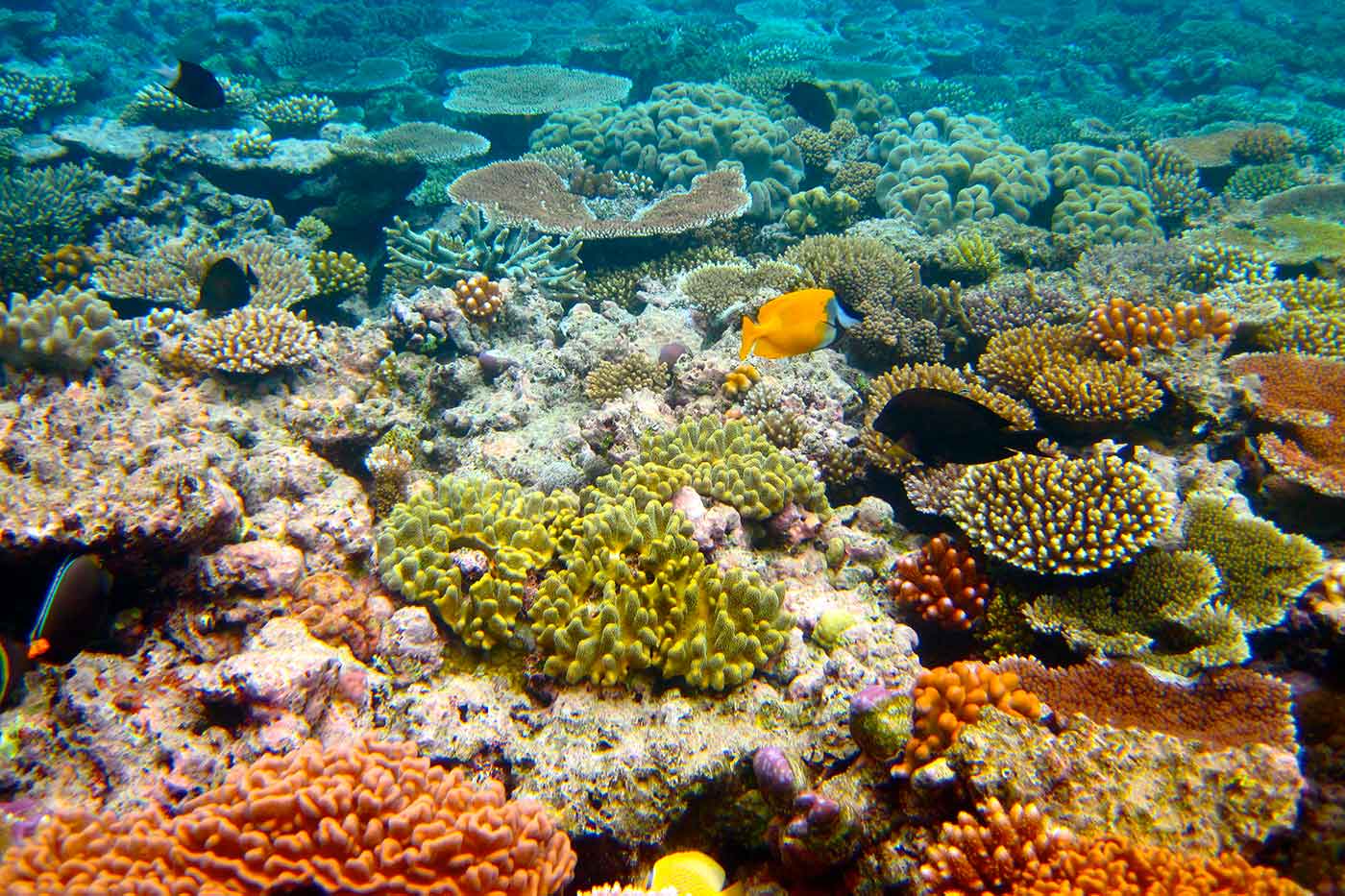 The Great Barrier Reef