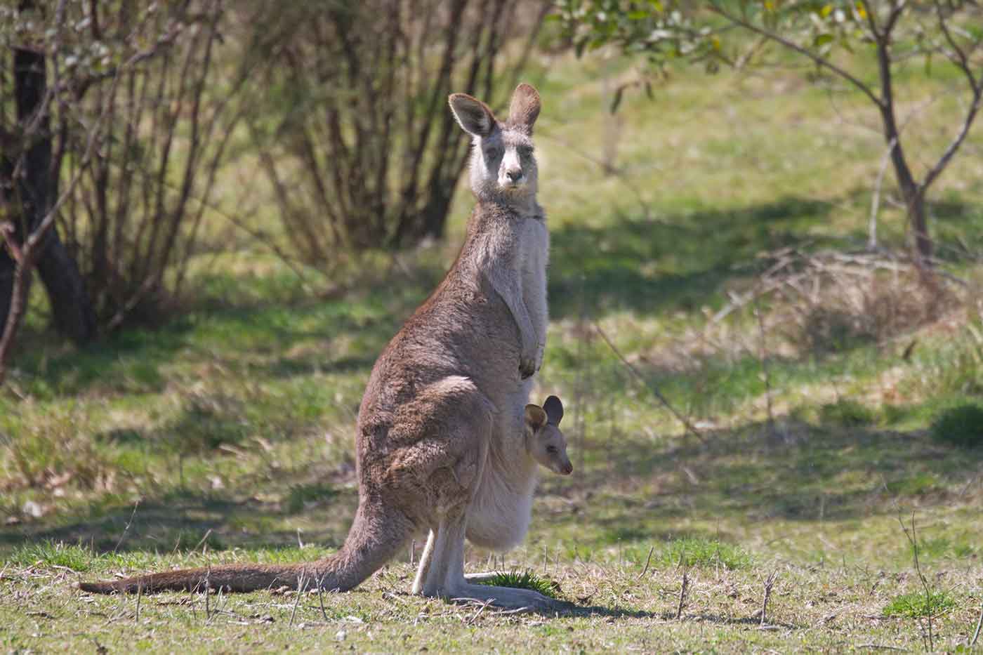 Tidbinbilla Nature Reserve