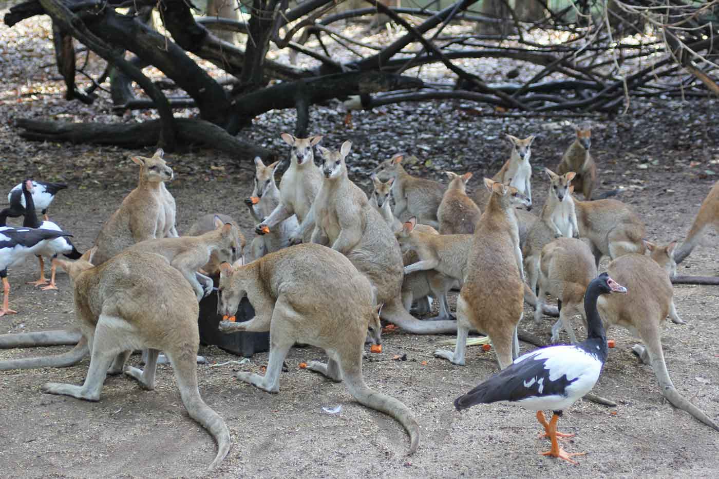 Wildlife Habitat Port Douglas