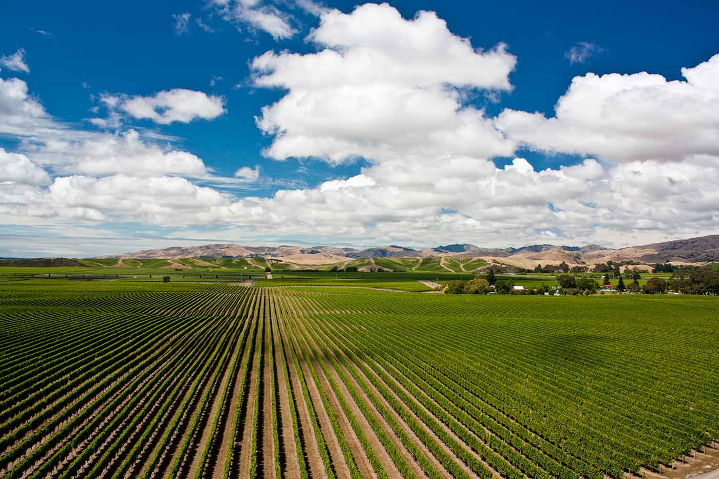 Marlborough Wine Region