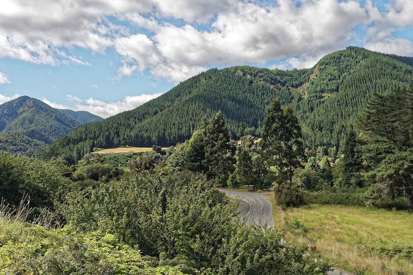 Mount Richmond Forest Park