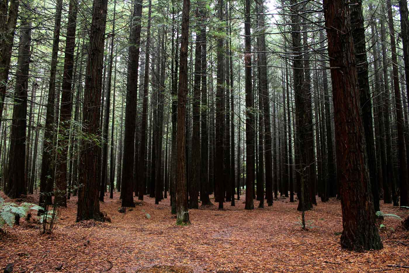 Redwood Forest Trail in Whakarewarewa Forest Park