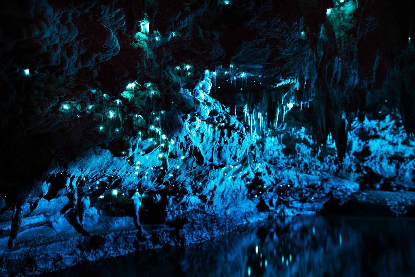 Rotorua Glowworm Night Tours