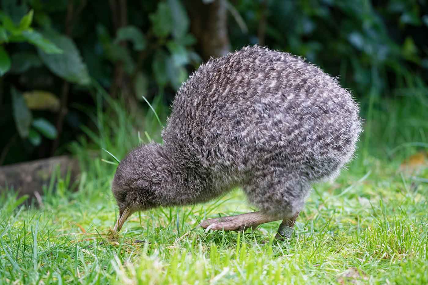 The National Kiwi Hatchery