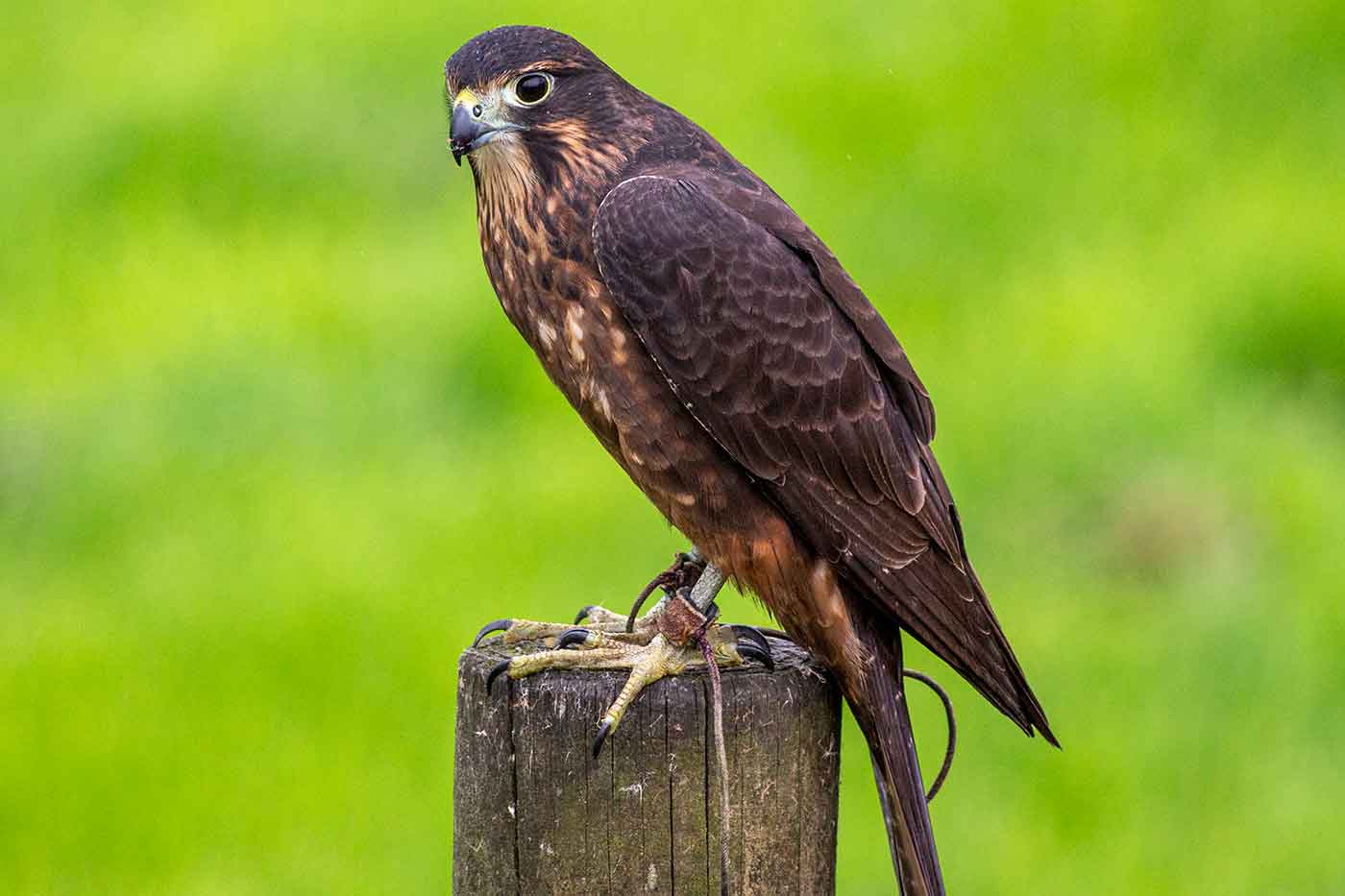 Wingspan National Bird of Prey Centre