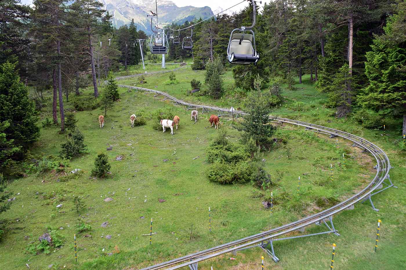 Alpine Coaster