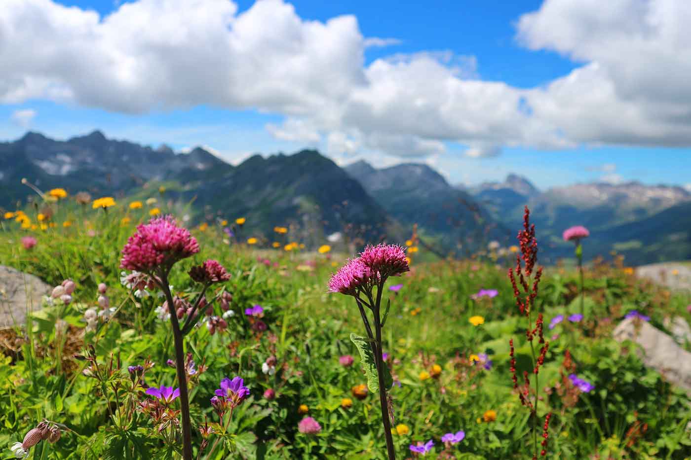 Alpine Flower Garden
