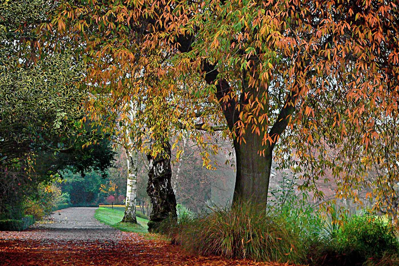 Hagley Park