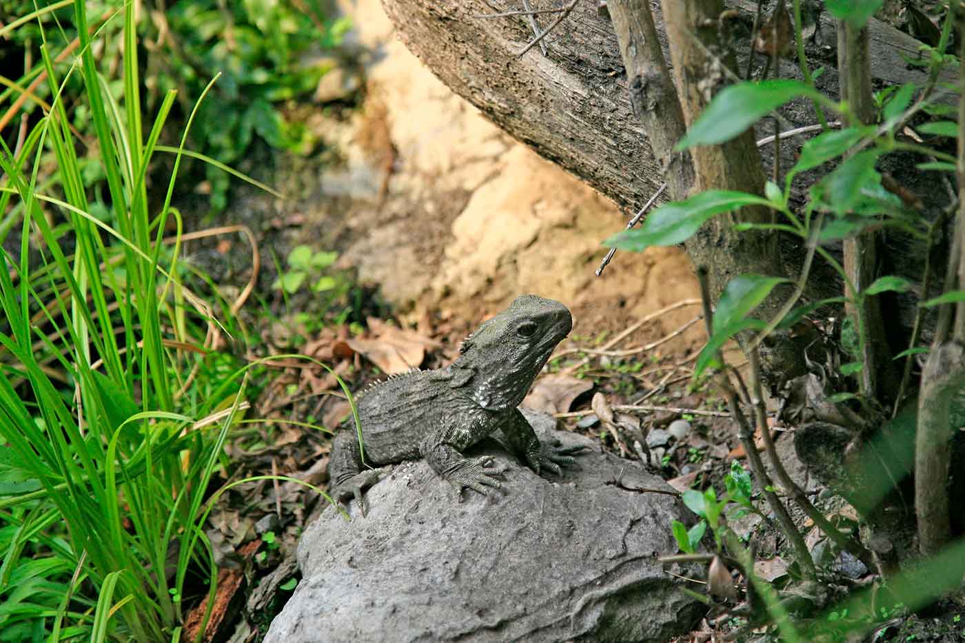 Willowbank Wildlife Reserve