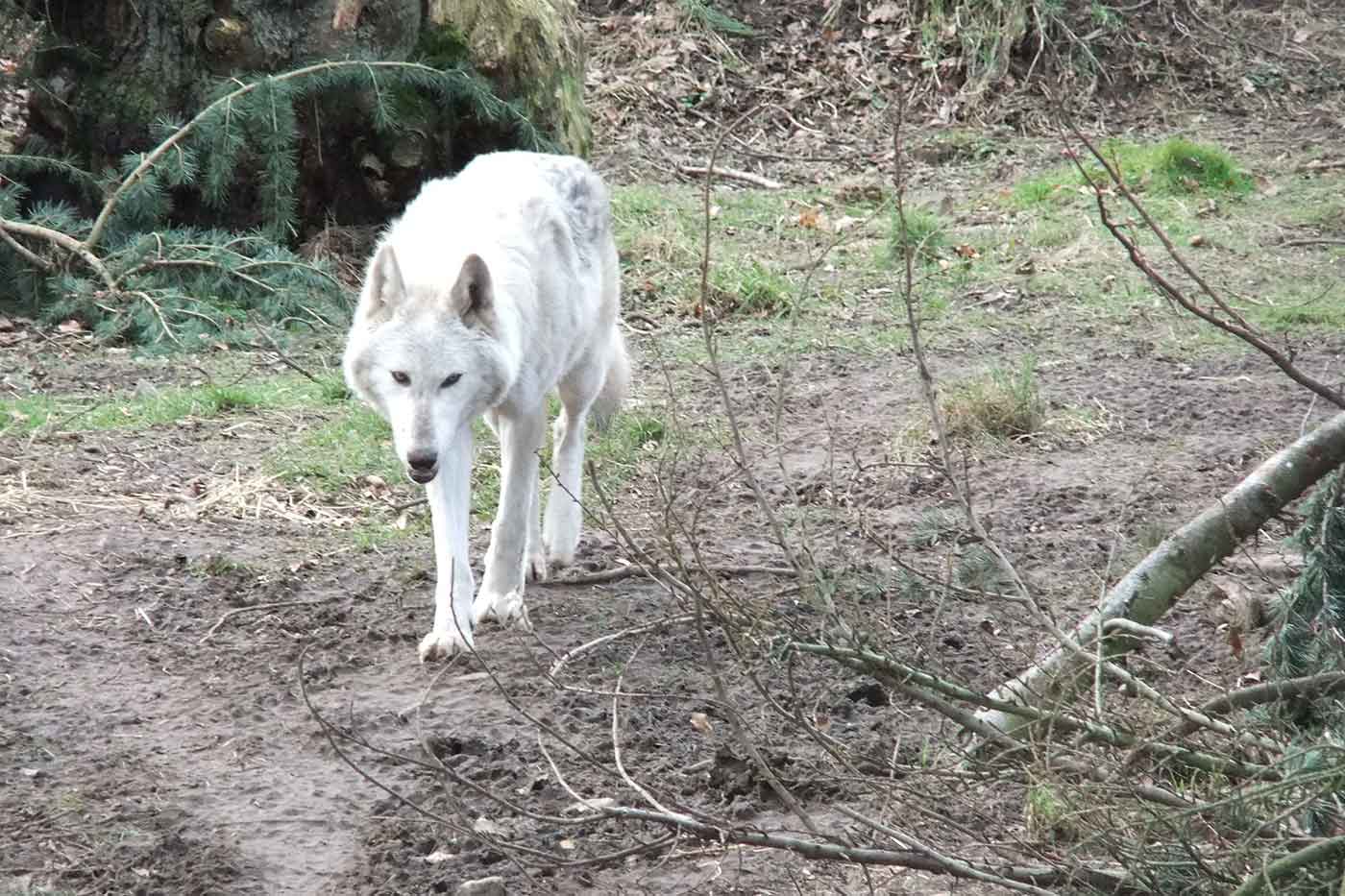 Camperdown Wildlife Centre