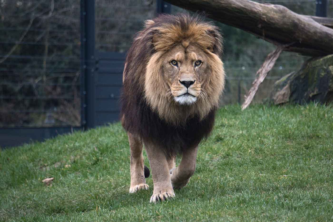 Heidelberg Zoo