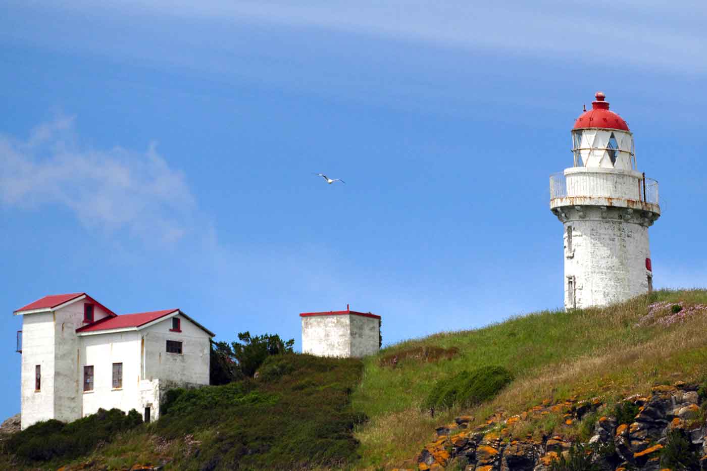 Taiaroa Head