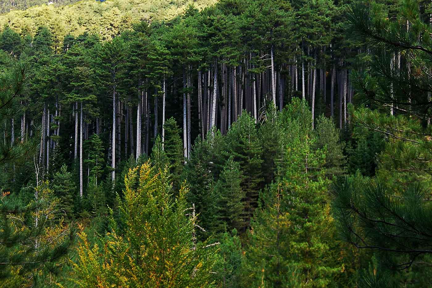 Aïtone Forest