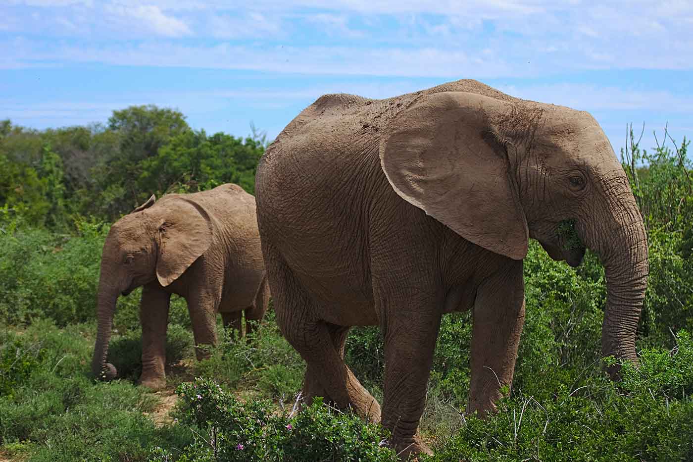 Addo Elephant National Park