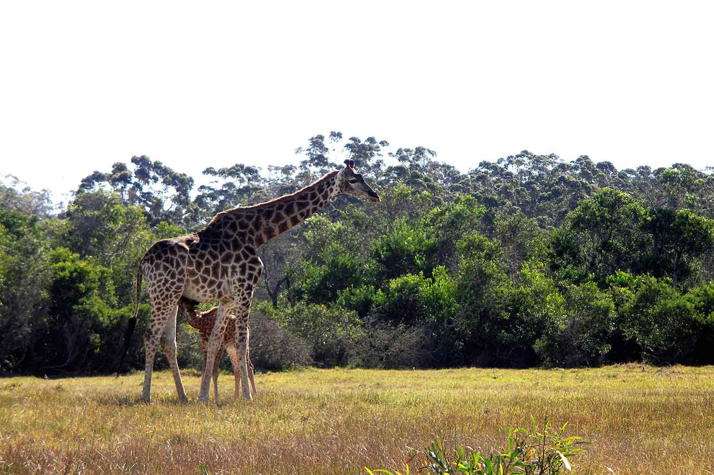 Kragga Kamma Game Park