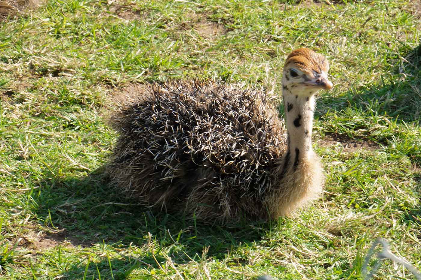 Muhu Ostrich Farm