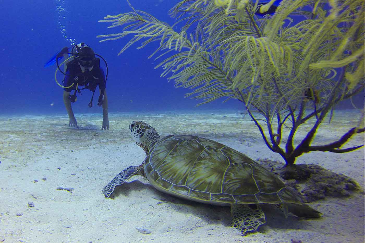 Scuba Diving & Snorkelling