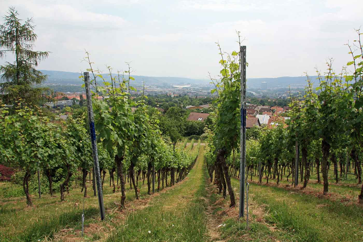 Vineyard Tour